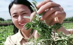 梢瓜是什么瓜(梢瓜介绍：了解这种瓜的特点和用途)