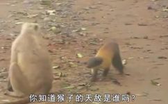 猴子最怕什么动物(揭秘：猴子最害怕哪些动物？解读猴子生存秘密)