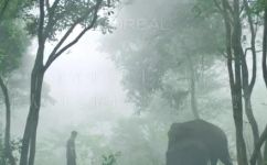 西双版纳在热带吗(探索西双版纳：了解这座位于热带的城市)