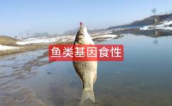 鱼爱吃什么(饲养鱼类需知探秘鱼儿的饮食喜好)