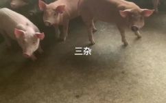 三杂猪是什么猪(揭秘三杂猪：了解这种猪的特点和优缺点)