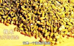 槐米是什么(探秘槐米：了解这种食材的来源功效和适用方法)