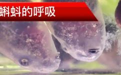 小蝌蚪靠什么呼吸(科普小蝌蚪是如何呼吸的？探究小蝌蚪的呼吸方式)