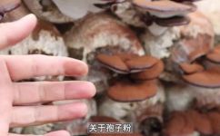 孢子粉是什么东西(孢子粉是什么？了解孢子粉的来源功效和适用范围)