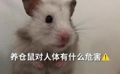 养金丝熊的危害是什么(养金丝熊的危害：必须了解的养殖风险)