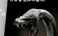黑曼巴是什么意思(了解黑曼巴：从含义起源到文化符号的全方位解析)