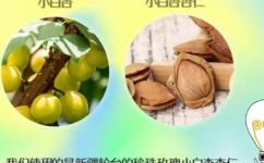 小白杏核是什么(小白杏核详解：了解它的功效用途及注意事项)