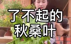 采桑是什么季节(了解采桑的最佳时间：何时是采桑的最佳季节？)