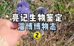 秋天的动物有哪些(10种常见秋季野生动物：认识秋天栖息于森林中的动物)