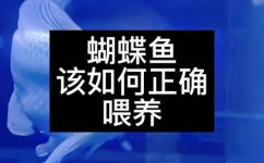 蝴蝶鱼怎么养(蝴蝶鱼养殖技巧及注意事项，让您轻松养出健康可爱的鱼宝宝)