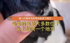 鸟有耳朵吗(鸟究竟有没有耳朵？揭开谜底)