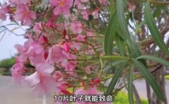 飞叶是什么毒(了解飞叶毒：毒性症状及防治措施)