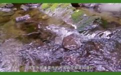 水的品质精神有哪些(探索水的品质精神：了解水的重要性及如何保持水质量)