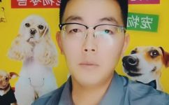 拉布拉多能长多大(拉布拉多犬的成年体重及大小，了解拉布拉多犬的生长趋势)