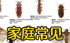 常见昆虫名称(常见昆虫名称：一份完整的大全与分类)
