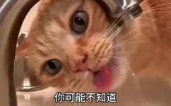猫的特点是什么(猫的特点：了解这个可爱小动物的独特之处)