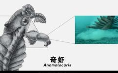 原口动物和后口动物的区别(如何区分原口动物和后口动物？)
