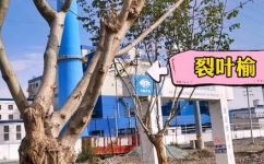 尸蠹是什么(探究尸蠹的起源特点和危害，防治方法一网打尽)