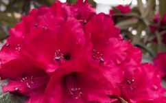 胜利花是什么意思(胜利花含义：探索背后深刻的文化寓意)