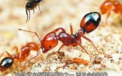 红蚂蚁怕什么(惊人揭秘红蚂蚁最害怕的东西竟然是它)