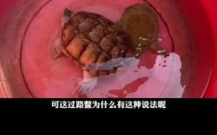 为什么放生甲鱼会倒霉(放生甲鱼为什么会带来倒霉？揭开这个迷信的真相)