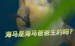 海马是哺乳动物吗(海马到底是不是哺乳动物？揭秘海马的真正身份)