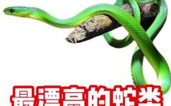 蛇长什么样(揭秘蛇的外貌特征，看看蛇长什么样子)