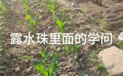 小露珠像什么(小露珠的形态类似于哪种自然物体？揭秘小露珠的奥秘)