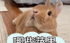 兔子能不能吃甘蔗(兔子可否食用甘蔗？探究兔子能否安全享用这种天然食品)