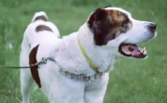狗的声音是怎么叫的(探究犬类独特声音：狗叫的原因和方式)
