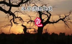 王八代表什么生肖动物(十二生肖中王八属于哪个？解读王八的性格特点和象征意义)