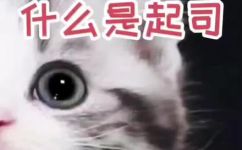 起司是什么(什么是起司？起司的来源种类及用途详解)