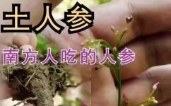 崹人参是什么参(深度解析崹人参：来自中国的珍贵药材)
