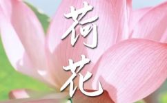 荷花的气味(荷花气味的独特魅力，了解一下？)