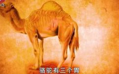 骆驼几个胃啊(骆驼到底有几个胃？解密骆驼胃道结构)