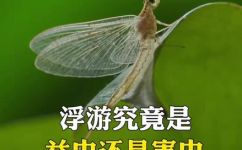 蜉蝣通常比喻什么人(了解蜉蝣隐喻，揭秘其象征的意义与应用场景)