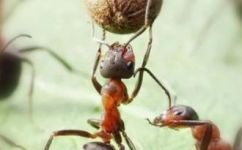 一只蚂蚁几条腿(惊人究竟一只蚂蚁有几条腿？揭秘蚂蚁的奥秘)