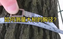 树胸径怎么量(如何正确测量树的胸径，让您完美掌握树的生长情况)