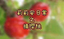 樱桃是哪里的出产地(探寻樱桃产地：了解世界各地的樱桃风情)
