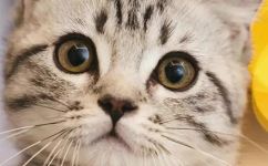 猫鼻子黑正常吗(猫的鼻子是黑色的吗？猫的鼻子颜色与健康状况有关吗？常见猫鼻子颜色意义及相关健康问题解析)