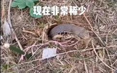 徐闻山神是什么动物(徐闻山神一个怎样的神秘动物？探秘徐闻山神)