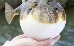 如何养海里的河豚(如何科学养殖海中河豚？实用技巧大揭秘)