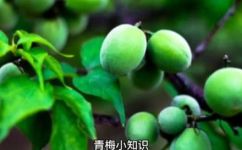酸梅是什么水果(酸梅介绍：了解这个水果的来源特点和功效)