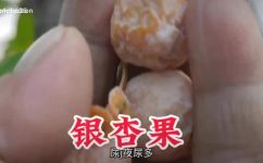 鲜银杏果怎么吃(鲜银杏果的食用方法介绍，让你轻松品尝美味佳果)