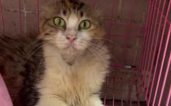 如何驯养成年野猫(成功驯养成年野猫的方法与技巧，让您的宠物生活更健康快乐)