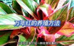 盆栽万年红植物怎么养(万年红盆栽怎么养，养护技巧分享  植物爱好者必备)