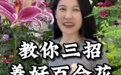 百合花有什么特点(百合花的主要特点及养护技巧)