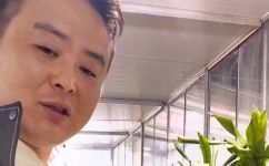 水培巴西木的养殖方法和注意事项(水培巴西木的养殖技巧和注意事项，助你轻松打造绿色家居)