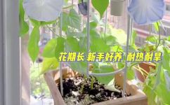 牵牛花什么时候盛开(牵牛花盛开时间是什么？如何种植牵牛花？)