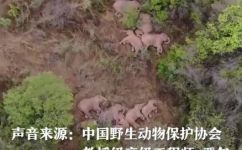 象群为什么没有公象(为什么象群里缺乏公象？探究造成现象的原因)